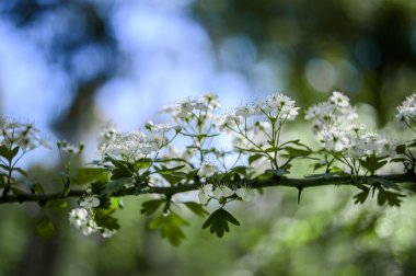 Bir dalda yeşil yapraklar. Baharın başlangıcı. Çiçek.