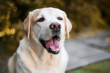 Kameraya bakan sarı labrador av köpeği portresi..