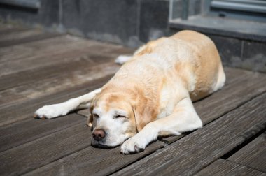 Labrador Retriever avludaki ahşap zeminde dinleniyor..