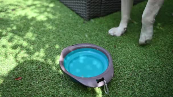Labrador Dog Drinks Water Bowl Garden Dog Drinking Water — Stock Video