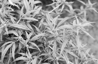 Vahşi sativa esrar Ruderalis esrar yaprak ve çiçekler ve böcekler ile siyah-beyaz fotoğraf.