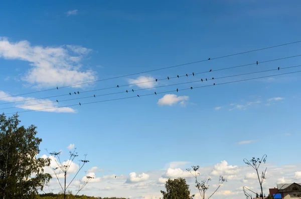 Group of small birds, urban birds swallow (house Martins) sitting on the wires of power lines in the village under the houses and trees with grass on a background of clouds and blue sky