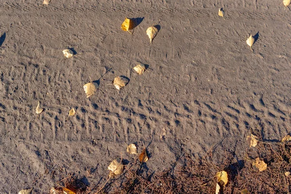 Der Fußabdruck Des Autoreifens Auf Trockenem Boden Mit Herbstblättern Und — Stockfoto