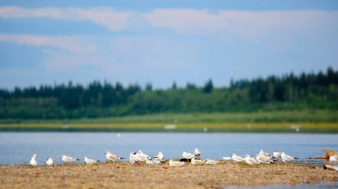 Yakutia 'daki Vilyui Nehri' nin kuzey kıyısındaki taştan çıkıntıda oturan küçük beyaz martılar sürüsü. Mavi gökyüzünün altındaki Tayga ladin ormanının arka planında..
