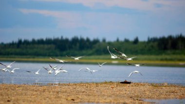 Vahşi Kuzey beyaz kuşlar martılar bir sürü mavi gökyüzü ve bulutlar altında taiga ladin ormanın arka planda Yakutia nehir vilyu Bankası üzerinde kanatsal uçar.