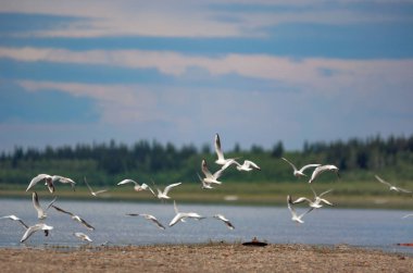 Vahşi Kuzey beyaz kuşlar martılar bir sürü mavi gökyüzü ve bulutlar altında taiga ladin ormanın arka planda Yakutia nehir vilyu Bankası üzerinde kanatsal uçar.