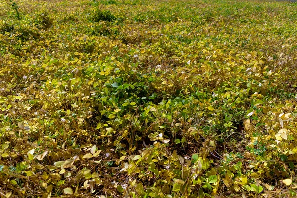 Field of soybeans in the fall before harvest.