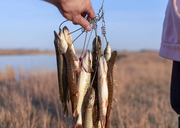 Fiskarens Hand Håller Fångad Fisk Hel Del Gädda Hängande Kukan — Stockfoto
