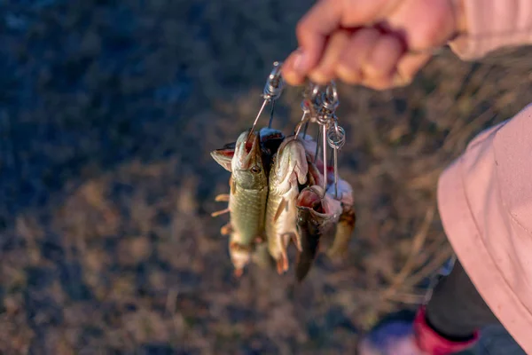 Fille Par Main Pêcheur Tenant Beaucoup Brochet Poisson Accrochant Poisson — Photo