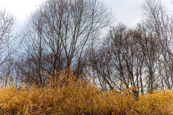 Gołe Gałęzie Wierzby Zwisają Jesienią Żółtej Trawy — Zdjęcie stockowe