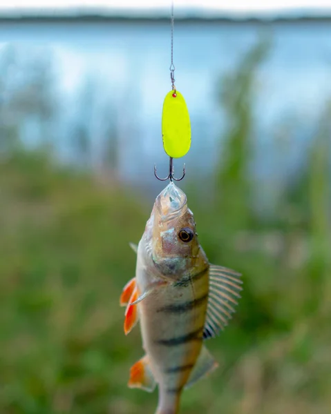 Fångade Ljus Fisk Hängande Grön Abborre Fiske Locka Minnow Bakgrunden — Stockfoto