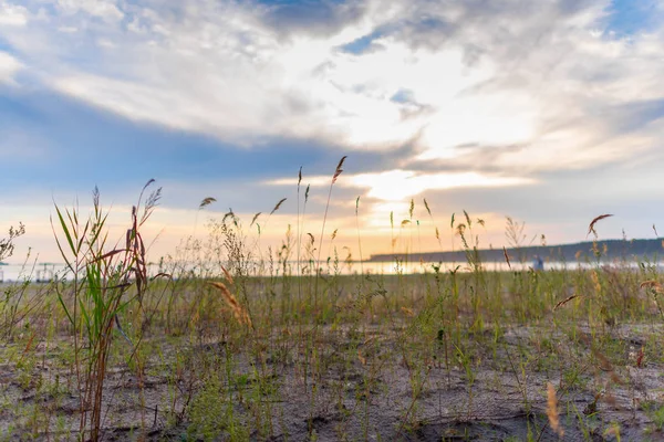 Coucher Soleil Lumineux Sur Mer Sur Fond Herbe Poussant Sur — Photo