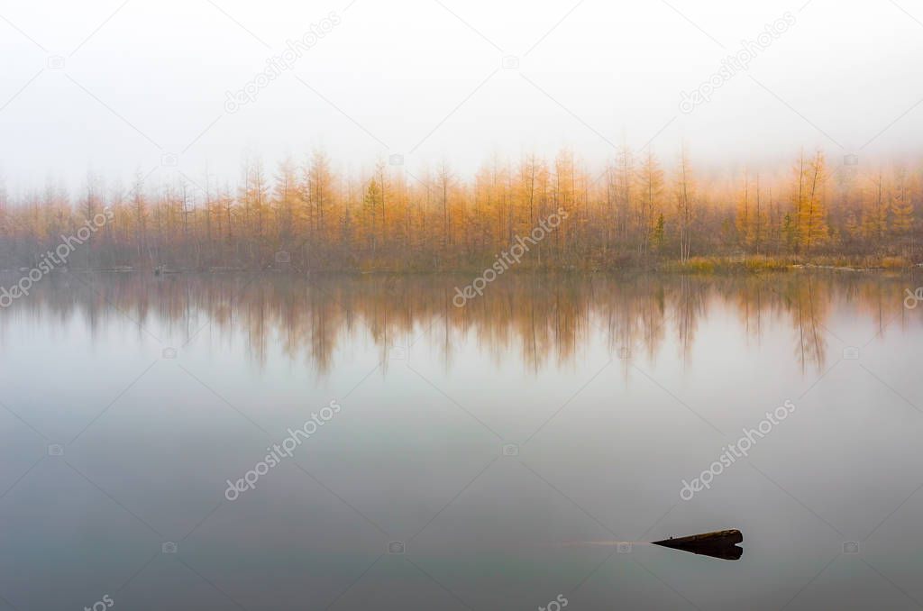 Yellow autumn bushes and trees on the Bank of the Vilyuy river in Yakutia stand in the fog in the morning against the background of a log sticking out of the water.