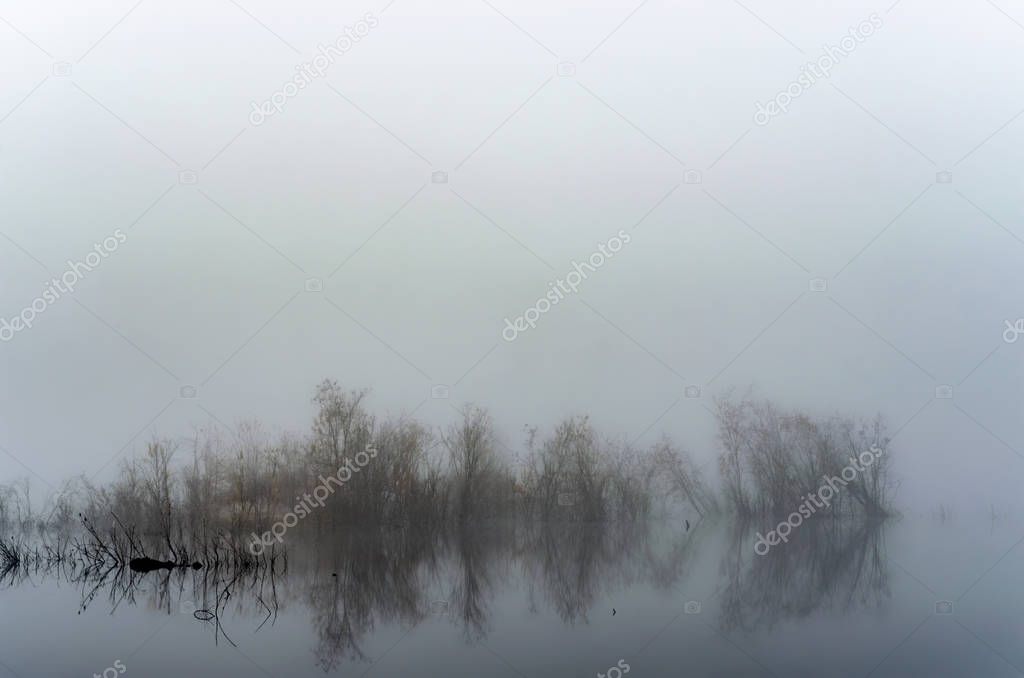 Yellow autumn bushes on the island of the Viluy river in Yakutia are in the fog in the morning with a reflection in the water.