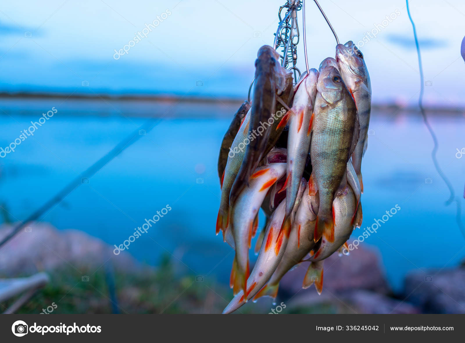 Many Perch Fish Hanging Caught Angler Fish Stringer Background
