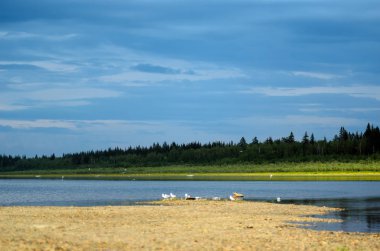 Stony Bank of the taiga river in Yakutia, the Vilyuy with birds gulls and spruce forest in the background is a bright night.