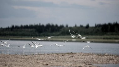 Vahşi Kuzey beyaz kuşlar martılar küçük bir sürü taiga kozalaklı ormanın arka plan üzerinde Yakutia vilyu nehri kıyısında kanatlarını sallayarak uçar.