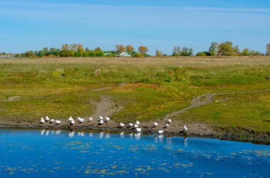 Flocks of white domestic geese walk along the shore drink water and wash by the river with water lilies on the background of a village house in a green field near the trees of the forest.