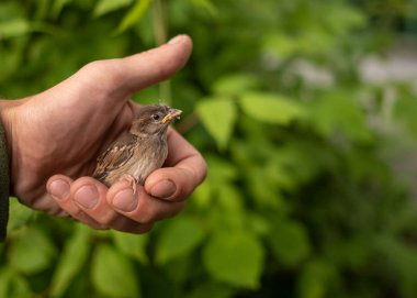 A small thin and battered Sparrow chick sits frightened and looks away in the palm of a man's hand.