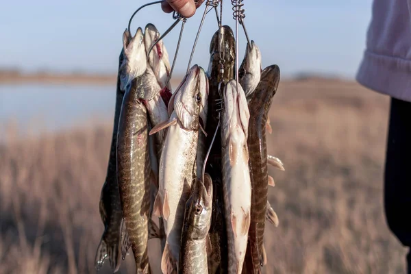 Hand Angler Holds Many Caught Fish Pike Hanging Fish Stringer — Stock Photo, Image