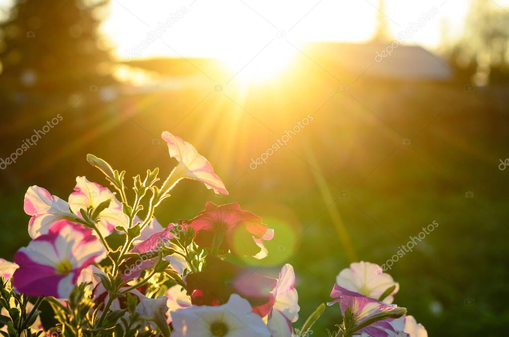 A bright sunset sun with rays from behind the roof and fence next to the silhouette of a fir tree illuminates a Bush of petunias on the grass and throws a sunbeam in the Northern village.