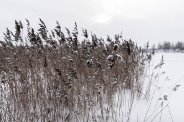 Siyah ve beyaz fotoğraf, kışın karla kaplanmış kamış otlarının yemyeşil bir cilt rengi. Bir gölün arka planında, diğer tarafında ağaçlar olan bir kar fırtınasında..