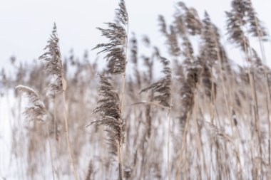 Kuru saplar ve yemyeşil kamış çimleri kışın, gölette, beyaz karın altında rüzgarda durur..