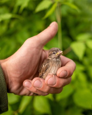 Küçük, zayıf ve hırpalanmış bir serçe yavrusu korkmuş bir şekilde oturur ve korunmak isteyen bir adamın avucuna bakar..