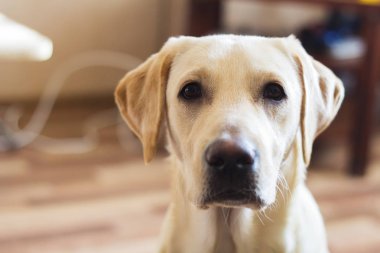 labrador köpek doğurmak