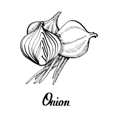 Vektör el yazısı. Siyah beyaz soğan. 