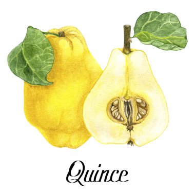 Beyaz üzerine yazılan orijinal suluboya quince