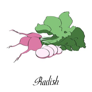 Kart için metin içeren vektör mürekkep turpu