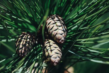 Panelli köknar iğneleri. Arkaplan