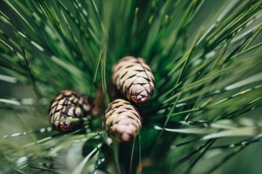 Panelli köknar iğneleri. Arkaplan