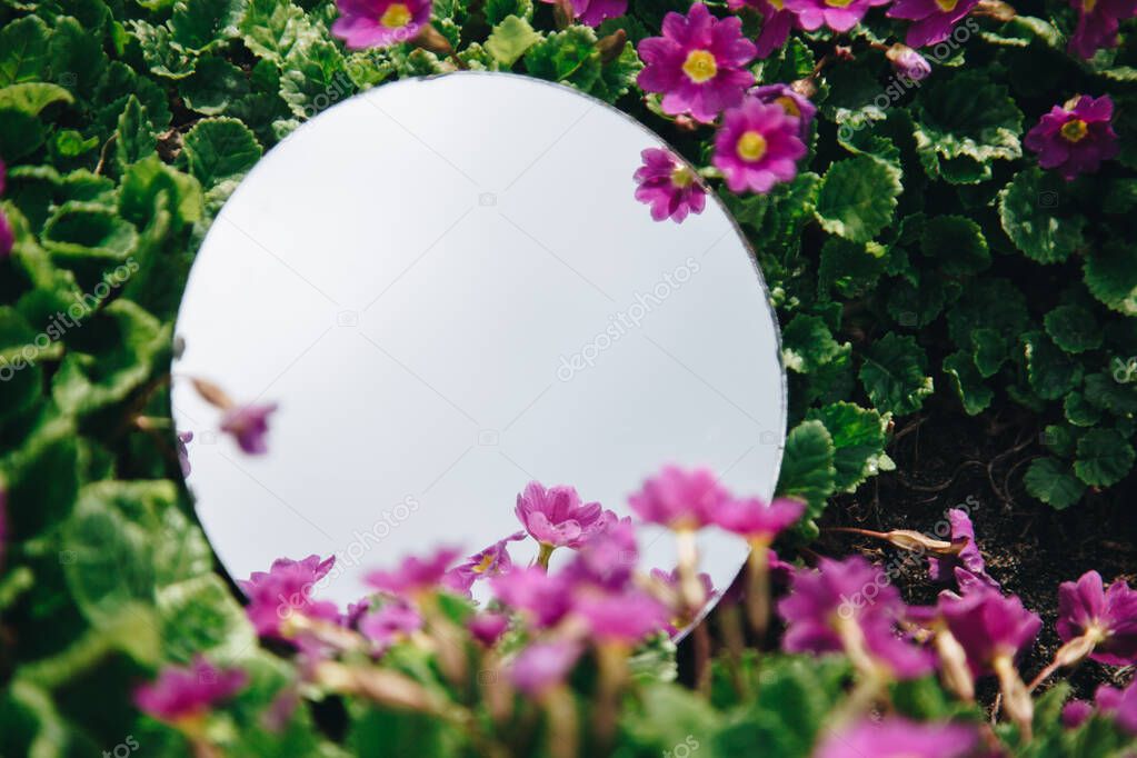 Purple primrose flowers in a garden.  Sky reflection in a mirror inside a flower-garden