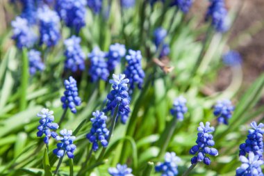 Mavi Muscari çiçekleri kapanıyor. İlkbaharda açan bir grup üzüm sümbülü (Muscari ermeniacum)