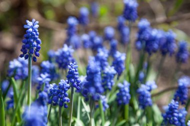 Mavi Muscari çiçekleri kapanıyor. İlkbaharda açan bir grup üzüm sümbülü (Muscari ermeniacum)