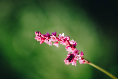 İnce bir çubukta küçük pembe çiçekler. Bulanık yeşil arka plan. Yaz zamanı. Bahçıvan