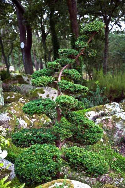 ジュニパーツリー盆栽 木の元の形 石の背景 — ストック写真