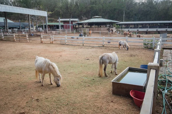 Caballo en establo, caballo, granja de caballos — Foto de Stock