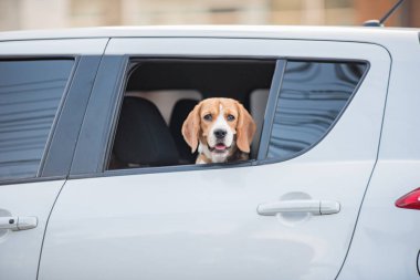 Beagle köpek, beagle köpek araba Windows