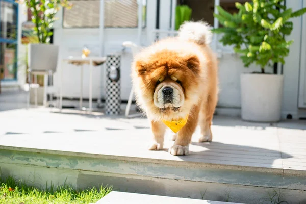 chow chow puppy dog stand on patio house