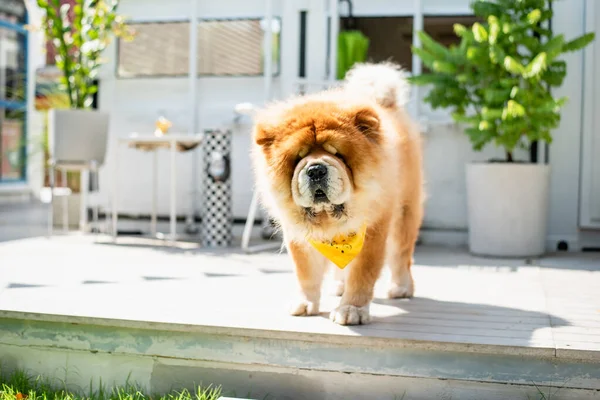 chow chow puppy dog stand on patio house