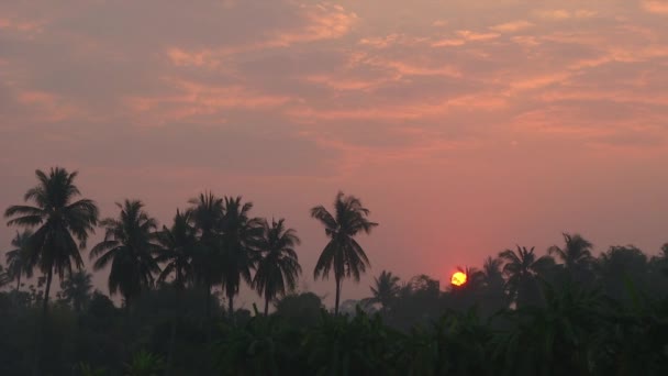 糖棕榈种植园的大日出 — 图库视频影像