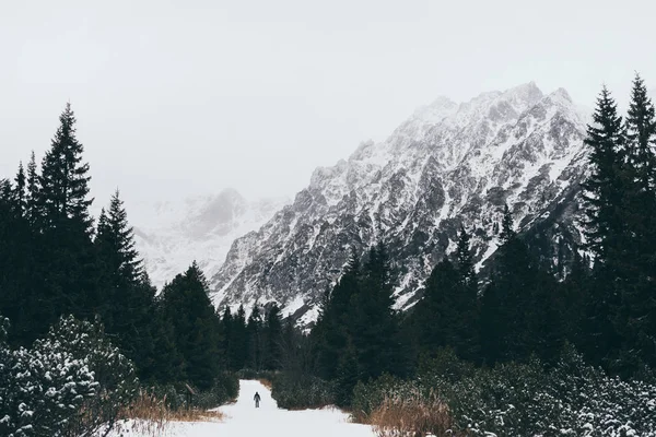 Kleine menschliche Figur, die im Winter durch Kiefernwälder in Richtung hoher Tatra wandert, Slowakei — Stockfoto