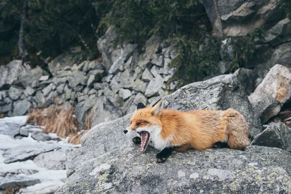 Wild red fox sleeping on the rock in High Tatra mountains, Slovakia — ストック写真