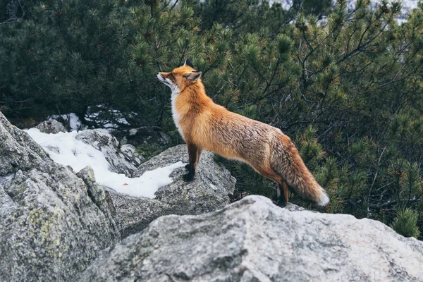 Wild red fox standing on the rock in High Tatra mountains, Slovakia — ストック写真