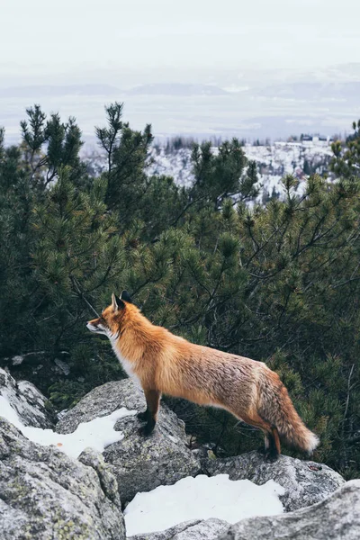 Wild red fox standing on the rock in High Tatra mountains, Slovakia — ストック写真