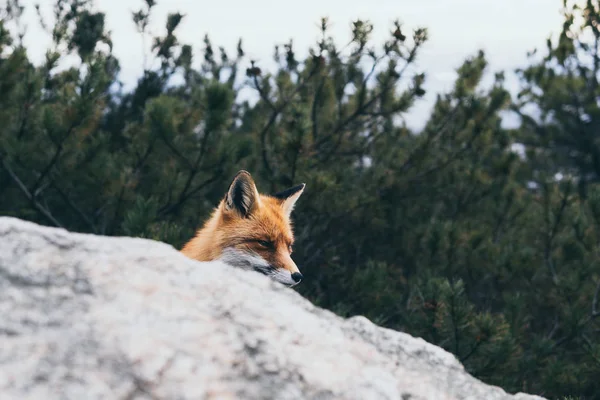Wild red fox hiding behind the rock in High Tatra mountains, Slovakia — ストック写真