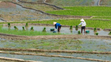 Sapa, Vietnam - Mayıs 2019: Lao Cai 'de pirinç teraslarında çalışan Hmong halkı